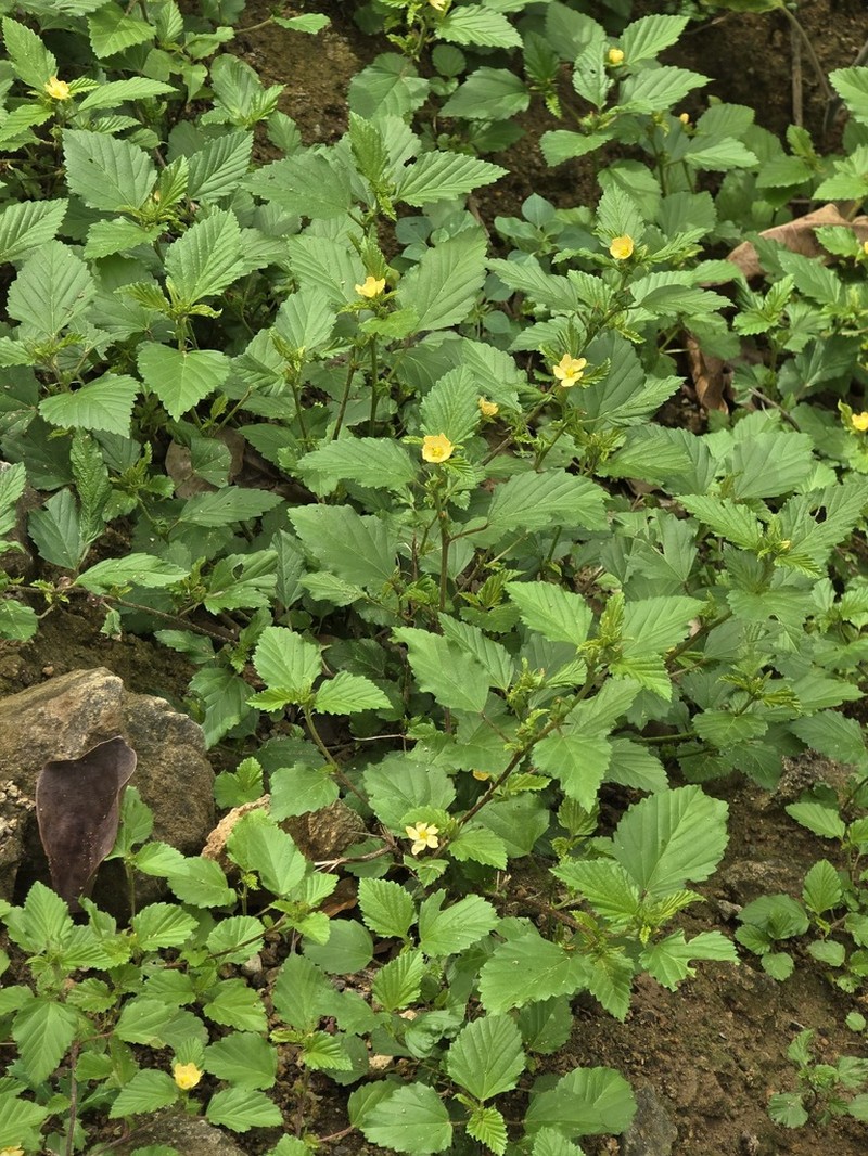 False Mallow photo 6