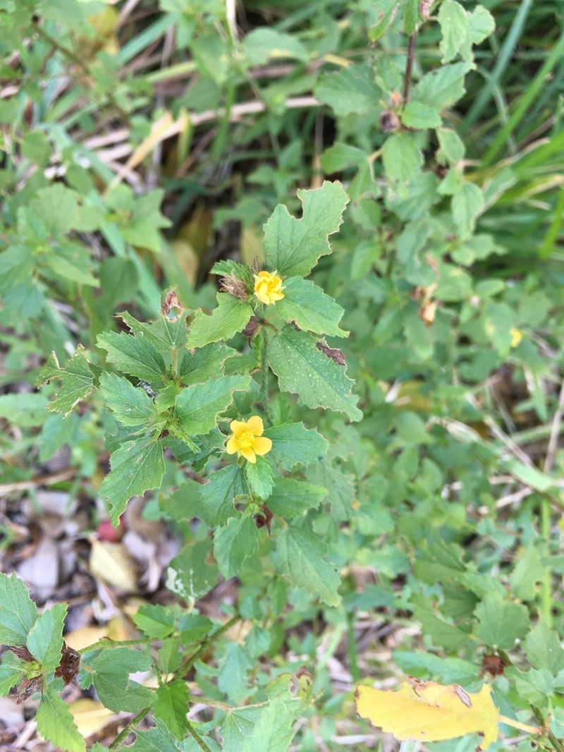 False Mallow photo 7