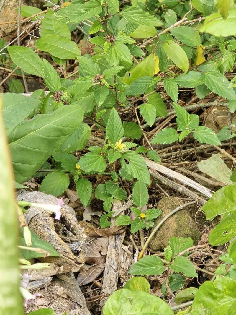 False Mallow photo 8