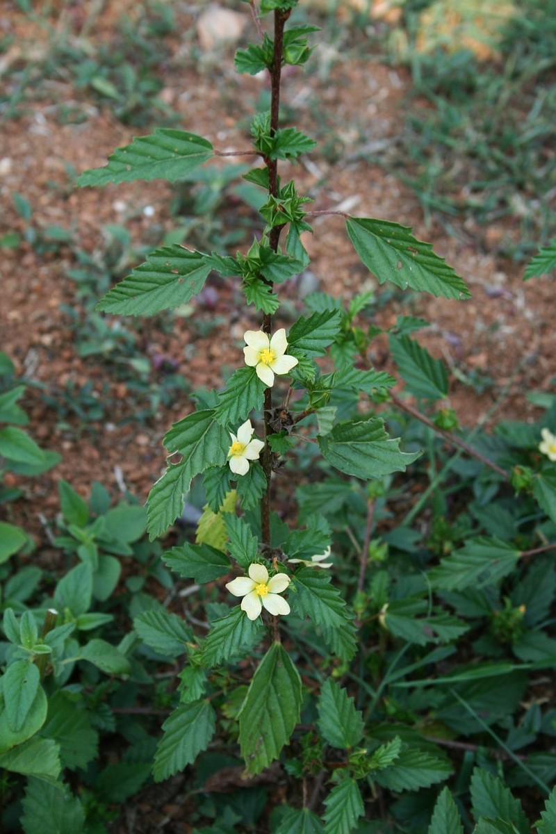 Threelobe False Mallow