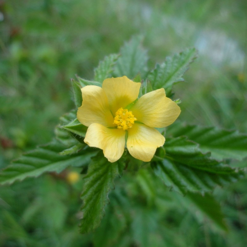 Threelobe False Mallow photo 2