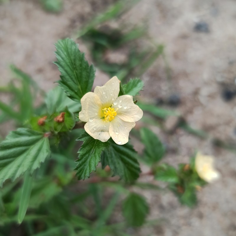 Threelobe False Mallow photo 3