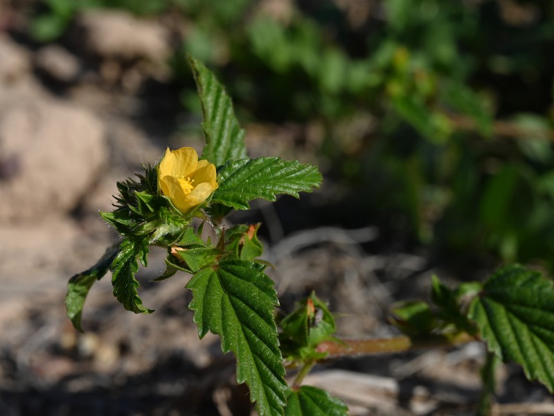 Threelobe False Mallow photo 4