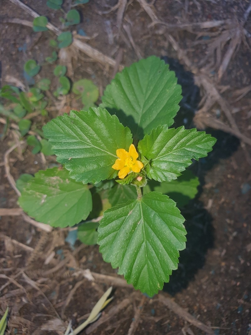 Threelobe False Mallow photo 3