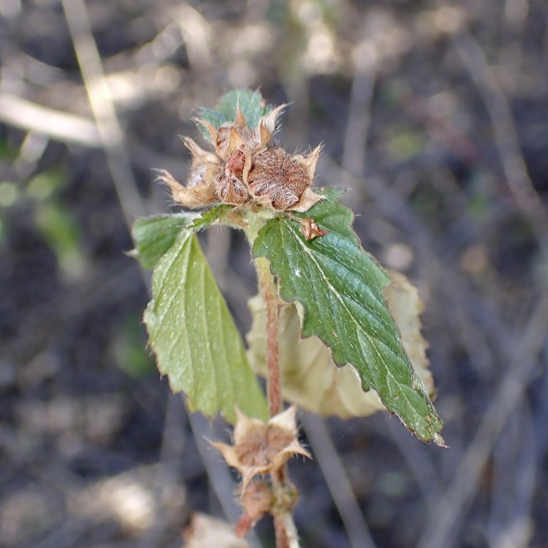 Threelobe False Mallow photo 4