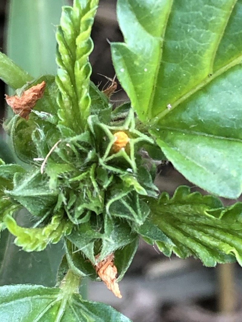 Threelobe False Mallow photo 5