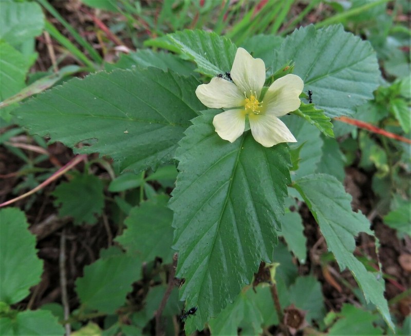 Threelobe False Mallow photo 6
