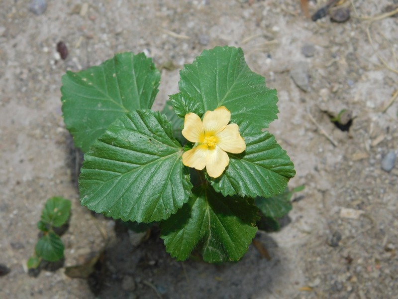 Threelobe False Mallow photo 7