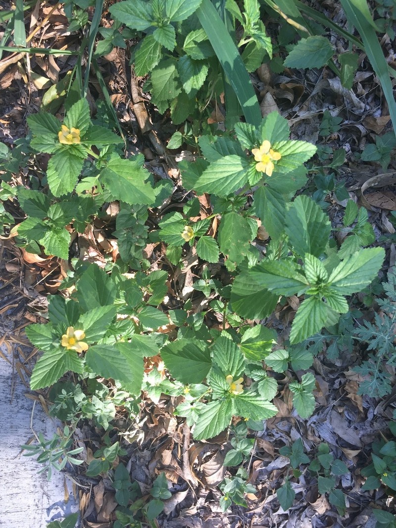 Threelobe False Mallow photo 8