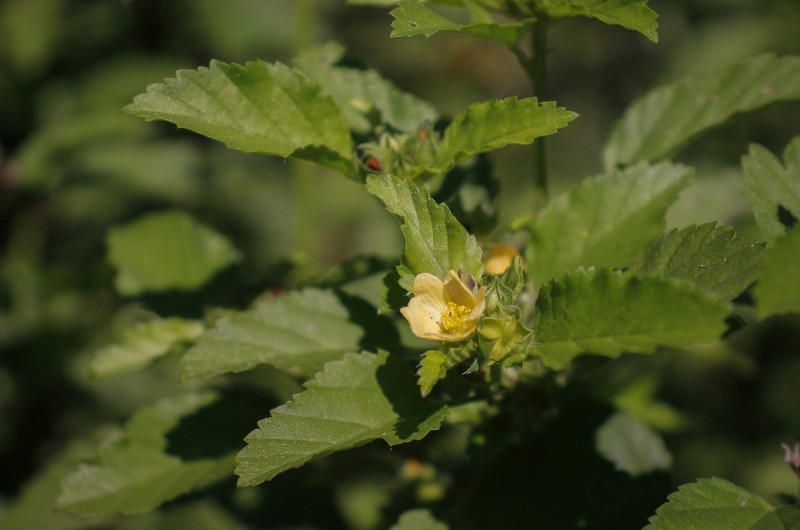 Malvastrum coromandelianum subsp. coromandelianum