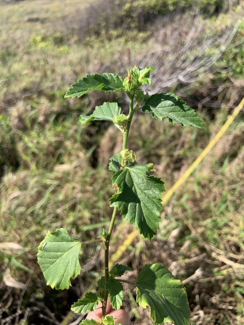 Malvastrum coromandelianum subsp. coromandelianum photo 2