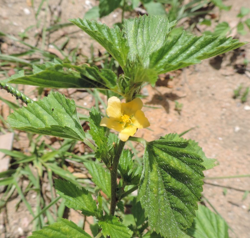 Malvastrum coromandelianum subsp. coromandelianum photo 3