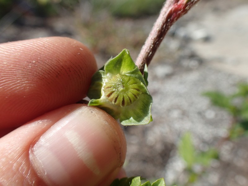 Malvastrum coromandelianum subsp. coromandelianum photo 4