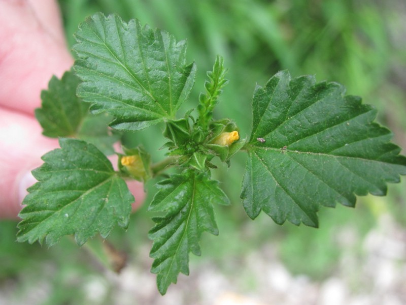 Malvastrum coromandelianum subsp. coromandelianum photo 5