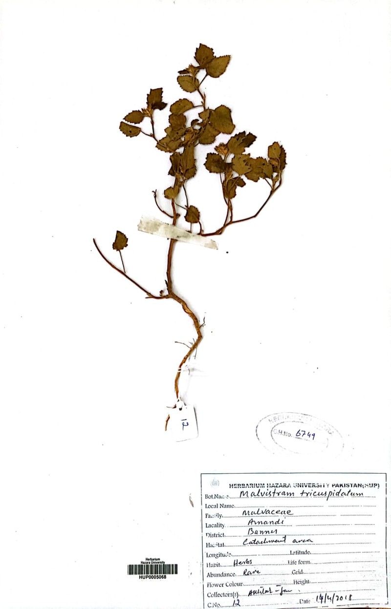 Malvastrum coromandelianum subsp. coromandelianum photo 6