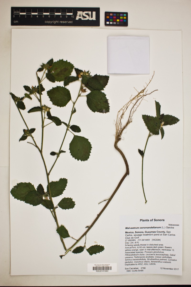 Malvastrum coromandelianum subsp. coromandelianum photo 7