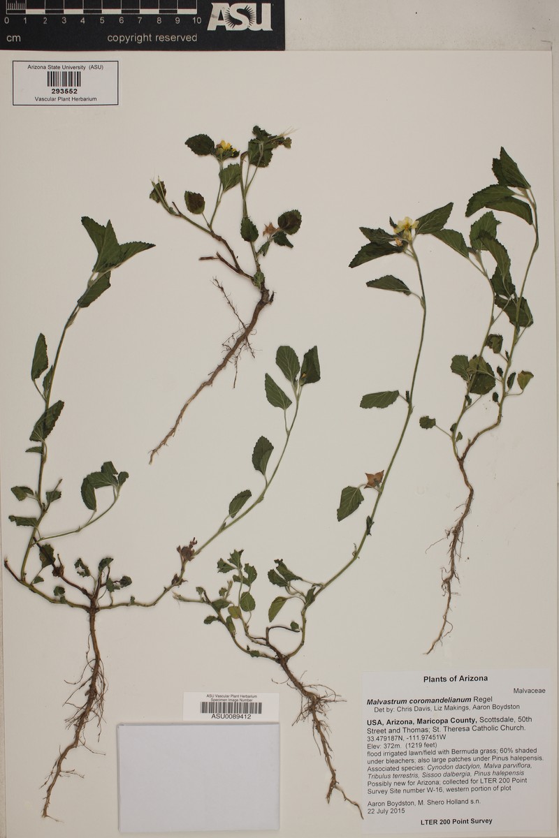 Malvastrum coromandelianum subsp. coromandelianum photo 8