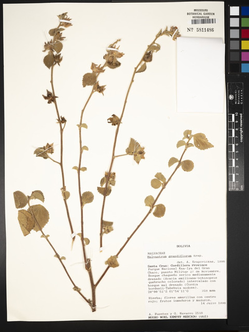 Malvastrum cristobalianum