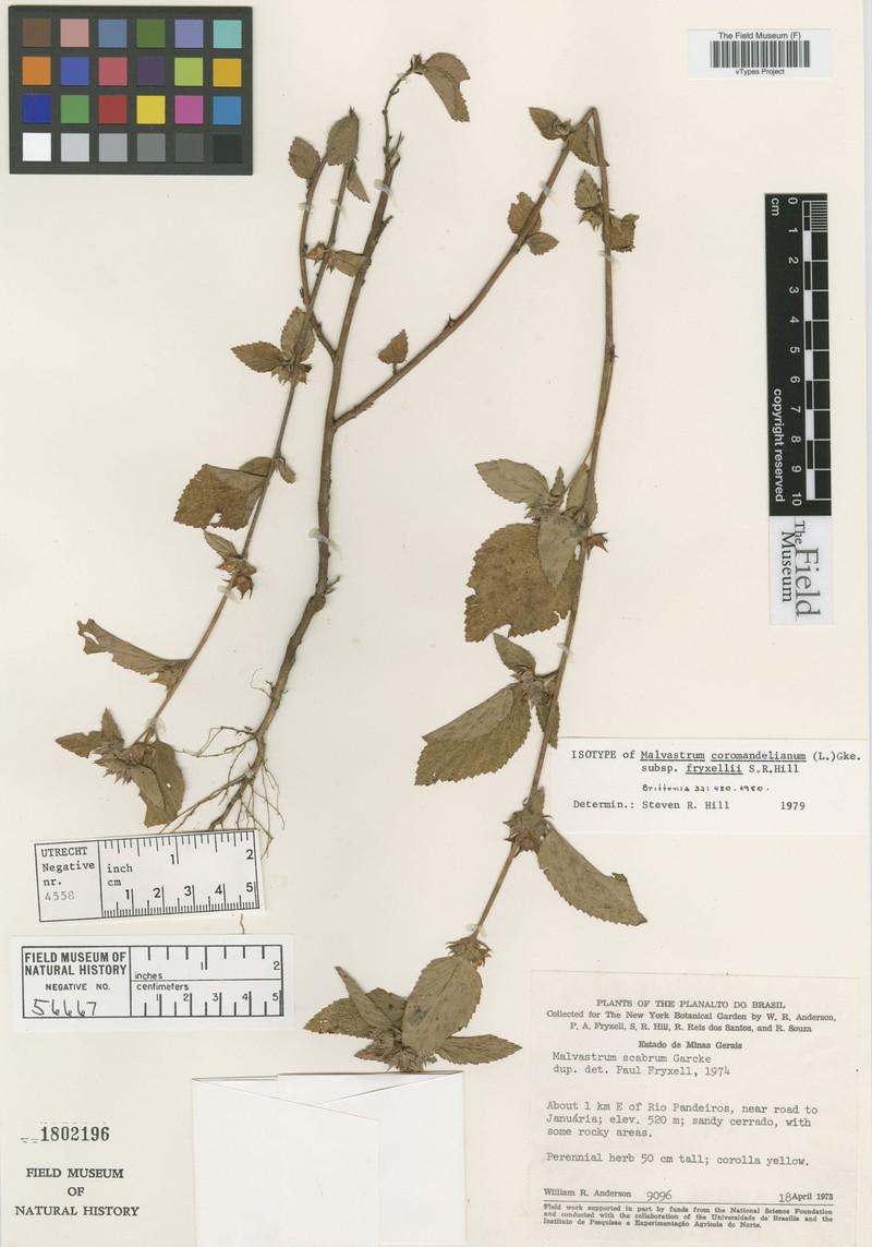 Malvastrum fryxellii photo 3