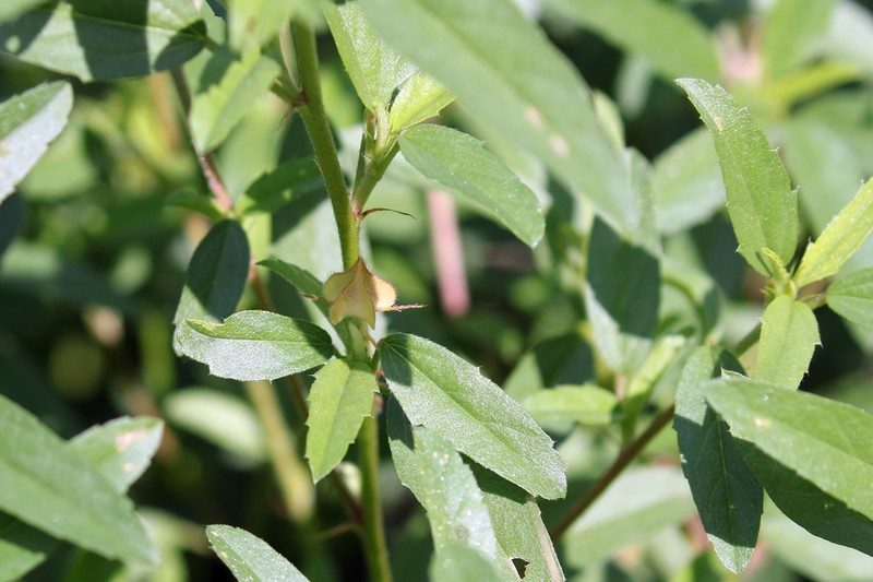 Hispid False Mallow