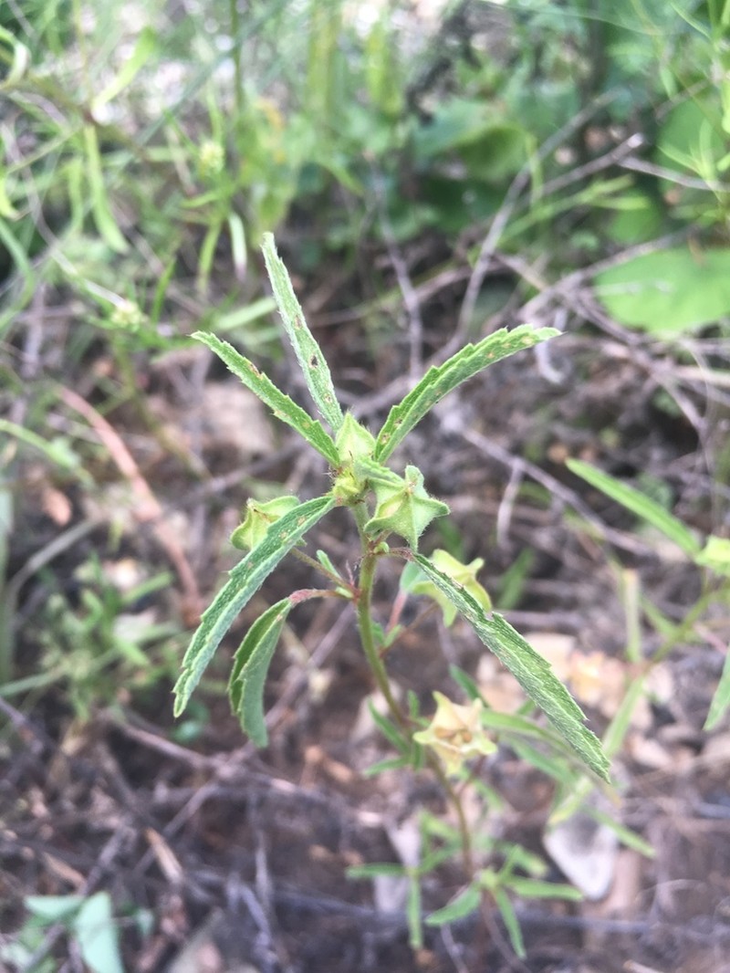 Hispid False Mallow photo 2