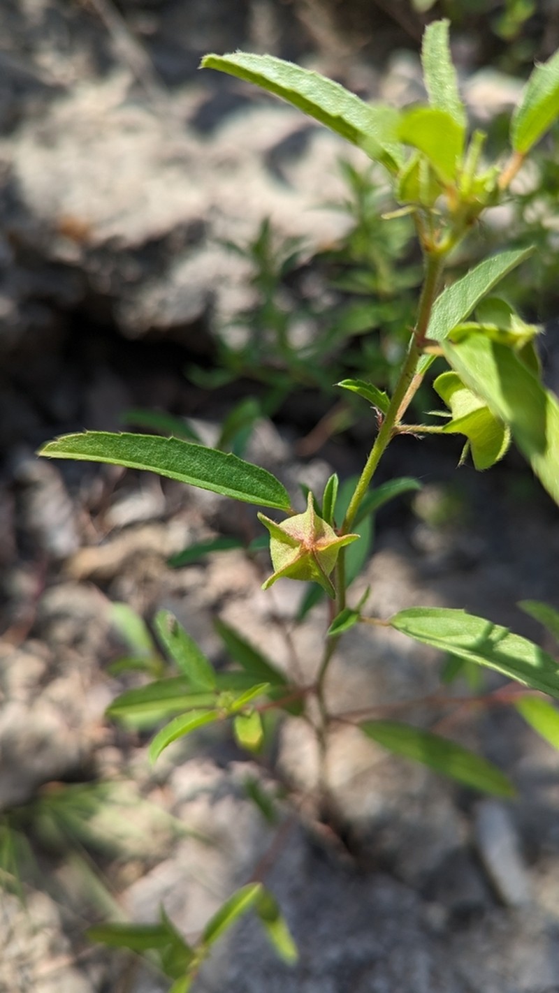 Hispid False Mallow photo 4