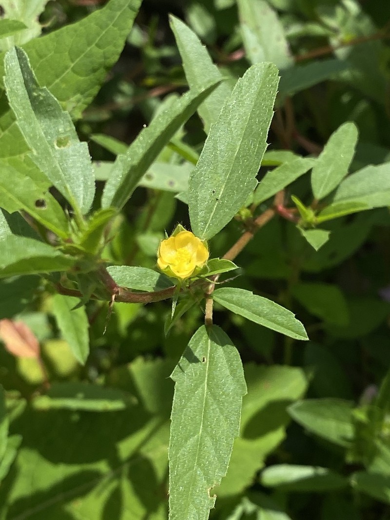 Hispid False Mallow photo 8