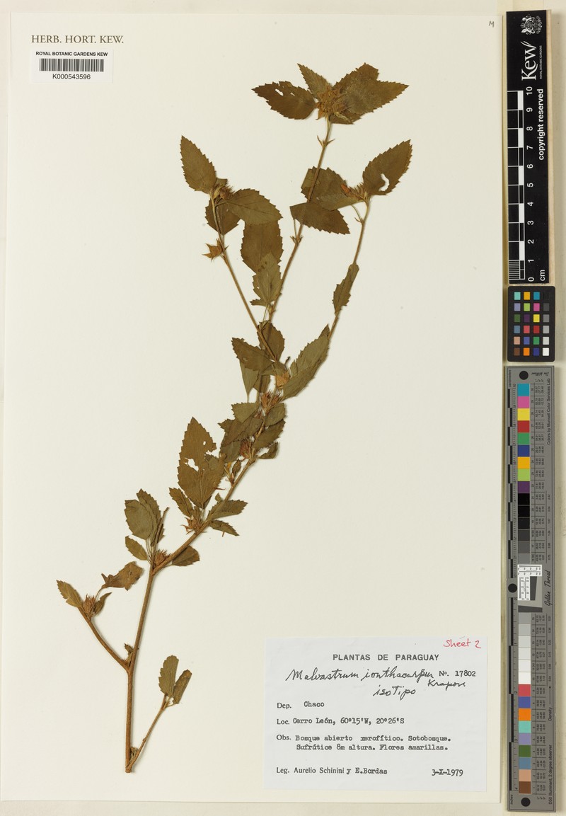 Malvastrum ionthocarpum