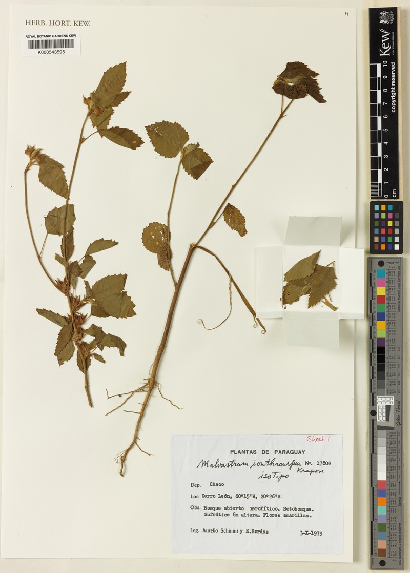 Malvastrum ionthocarpum photo 2
