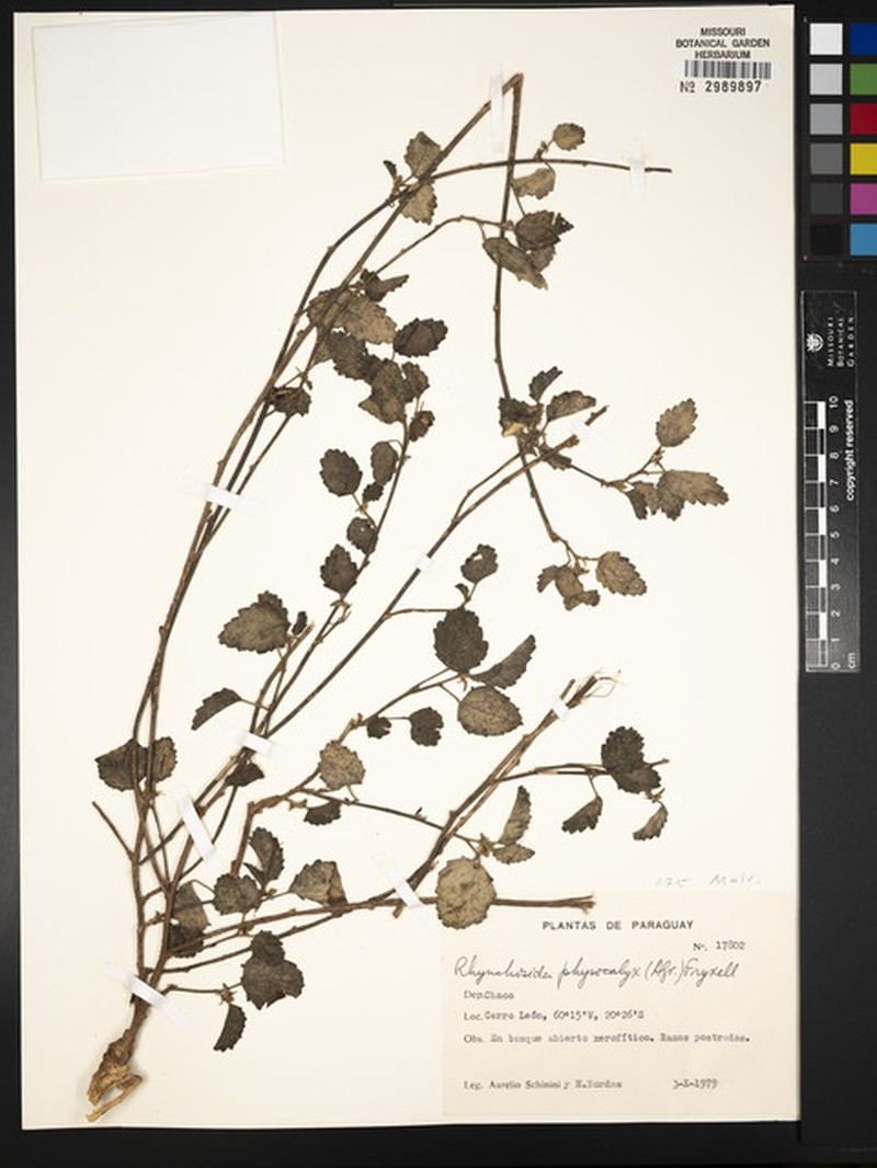 Malvastrum ionthocarpum photo 3