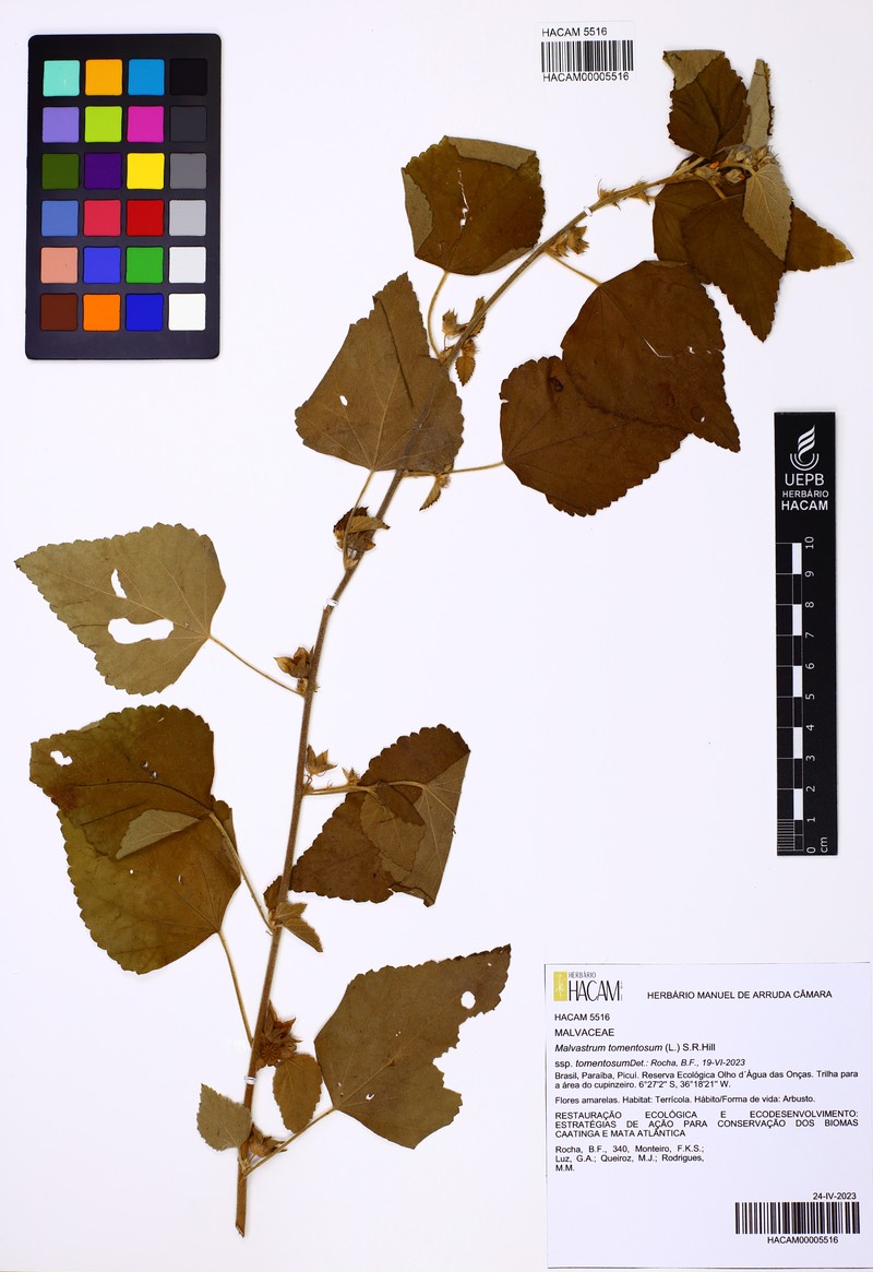 Malvastrum tomentosum subsp. tomentosum