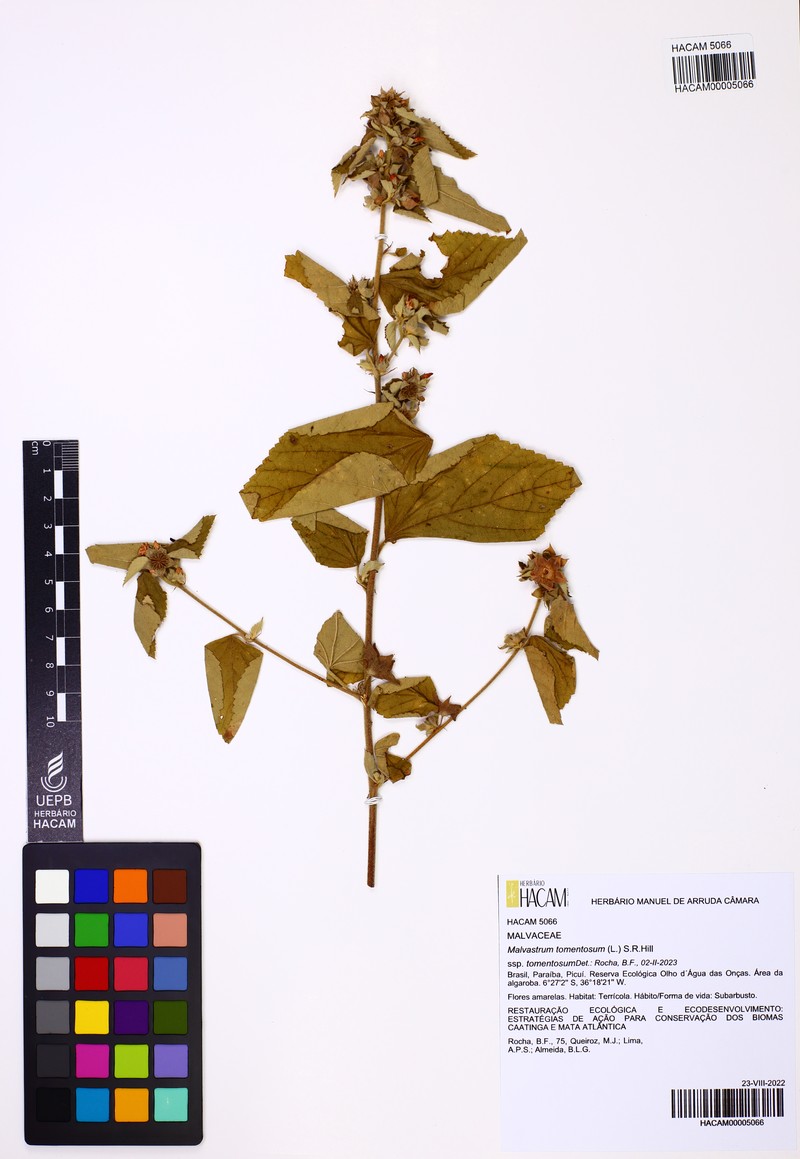 Malvastrum tomentosum subsp. tomentosum photo 2