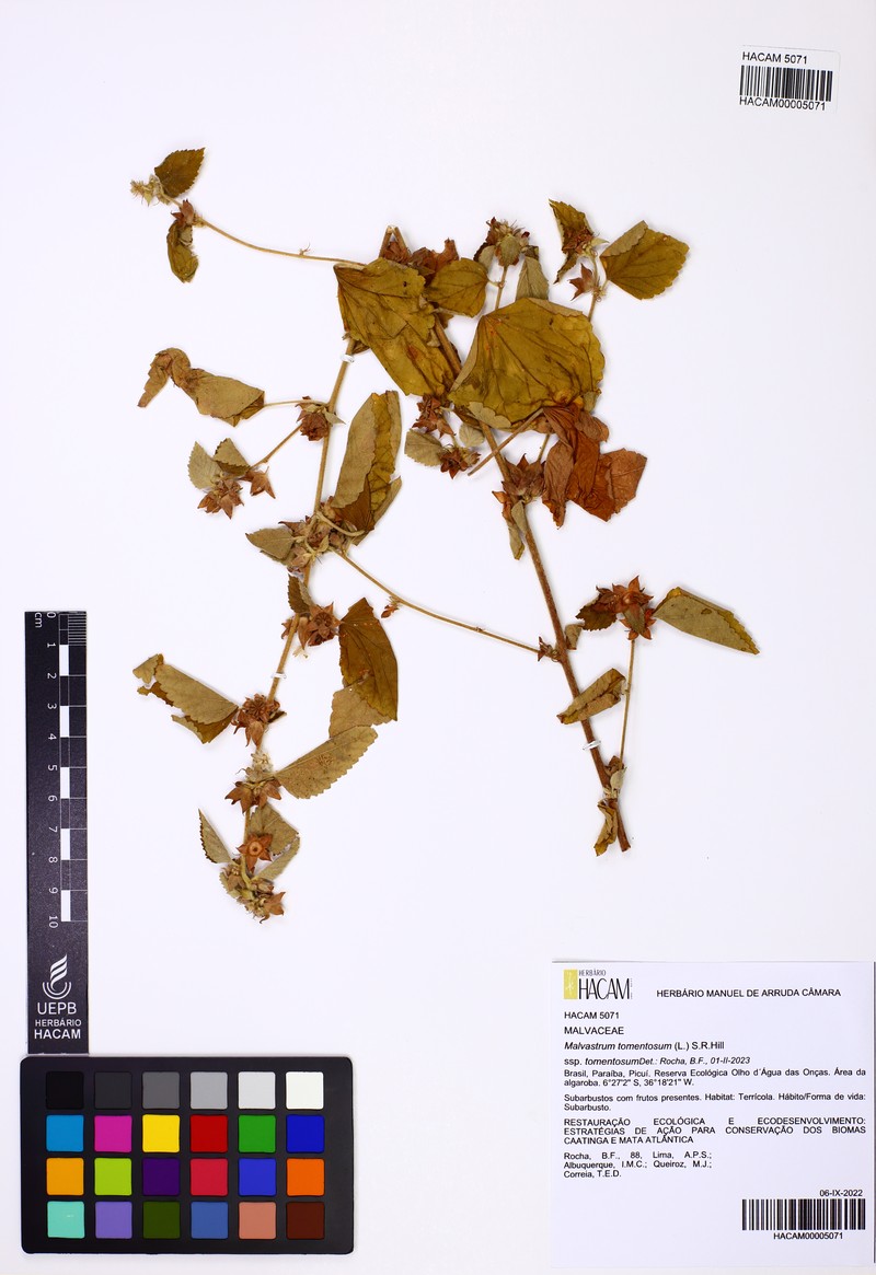 Malvastrum tomentosum subsp. tomentosum photo 3