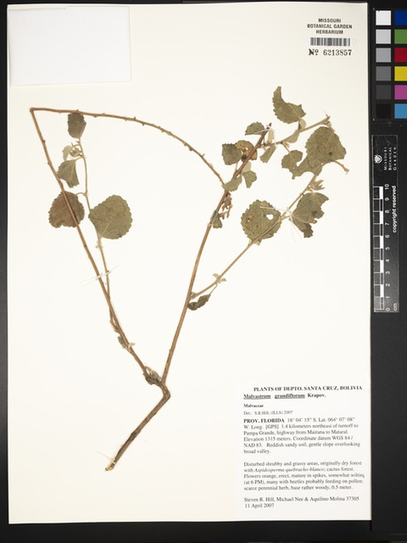 Malvastrum trifidum