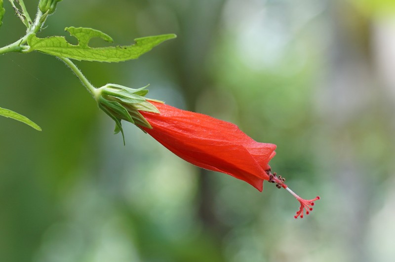 Wax Mallow photo 4