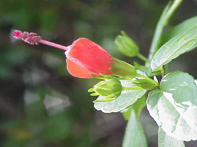 Wax Mallow photo 2