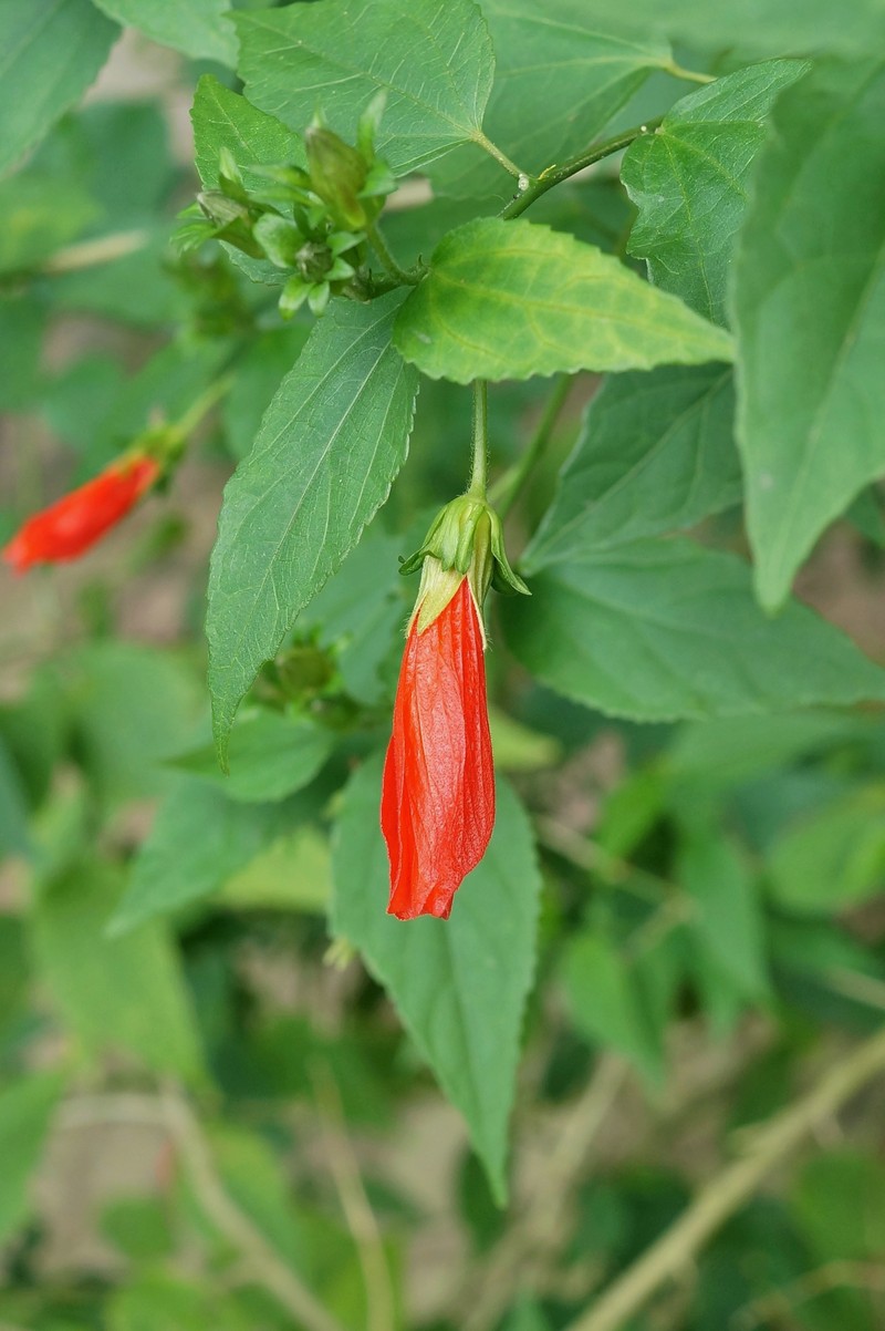 Wax Mallow photo 3