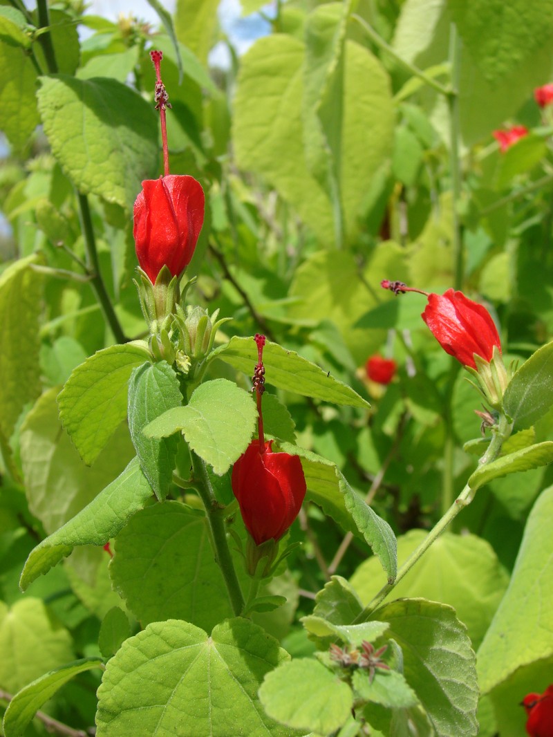 Wax Mallow