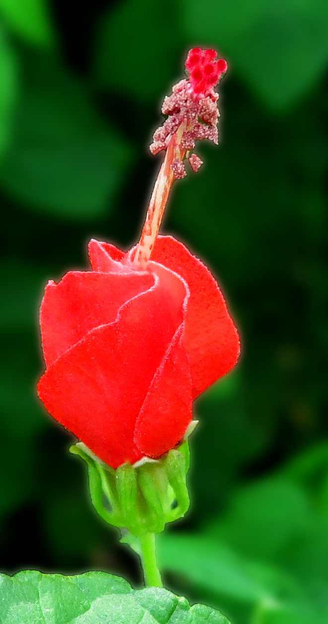 Wax Mallow photo 5