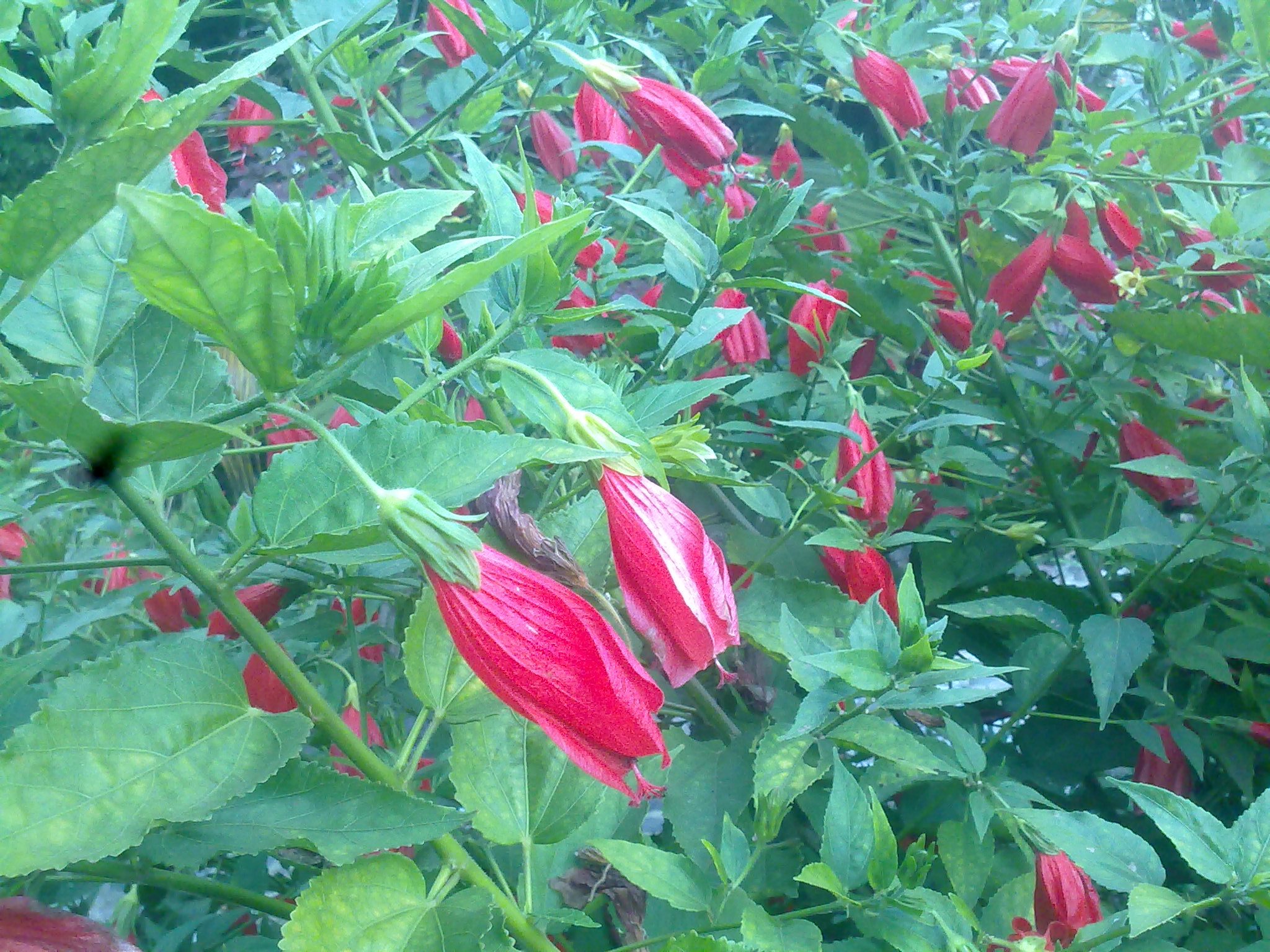 Wax Mallow photo 6
