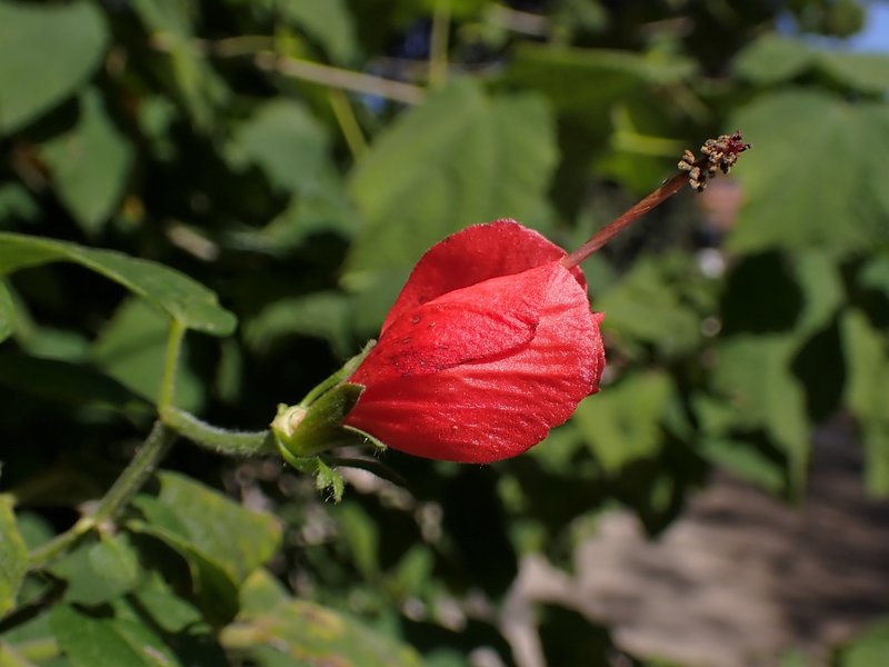 Wax Mallow photo 7