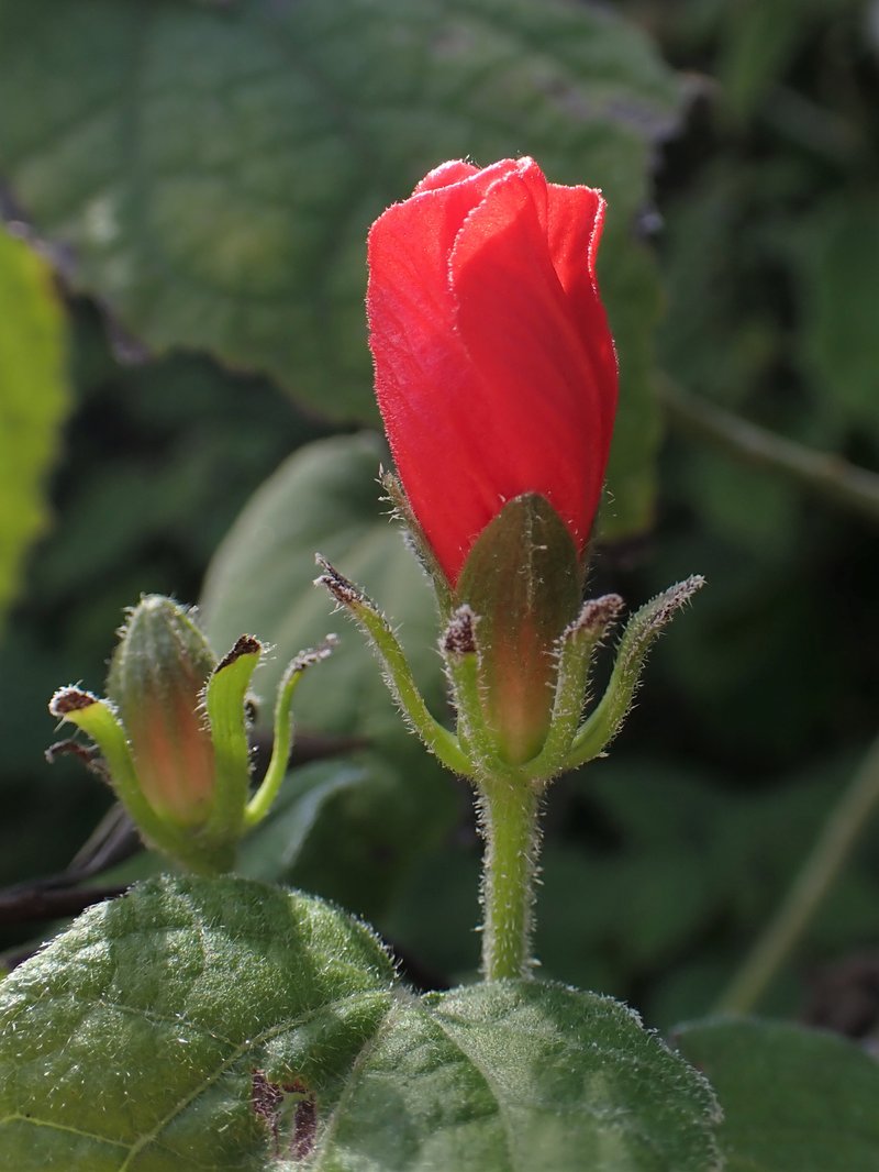 Wax Mallow photo 8