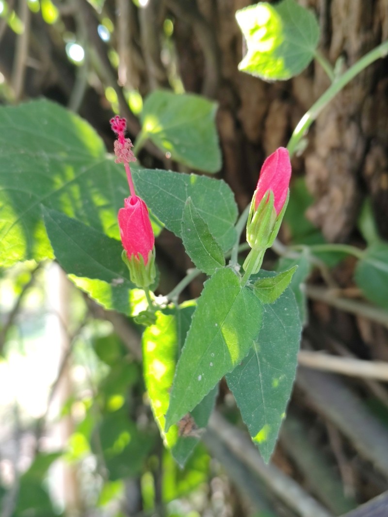 Malvaviscus arboreus var. arboreus