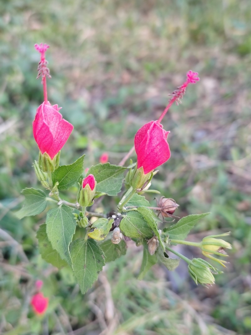 Malvaviscus arboreus var. arboreus photo 2