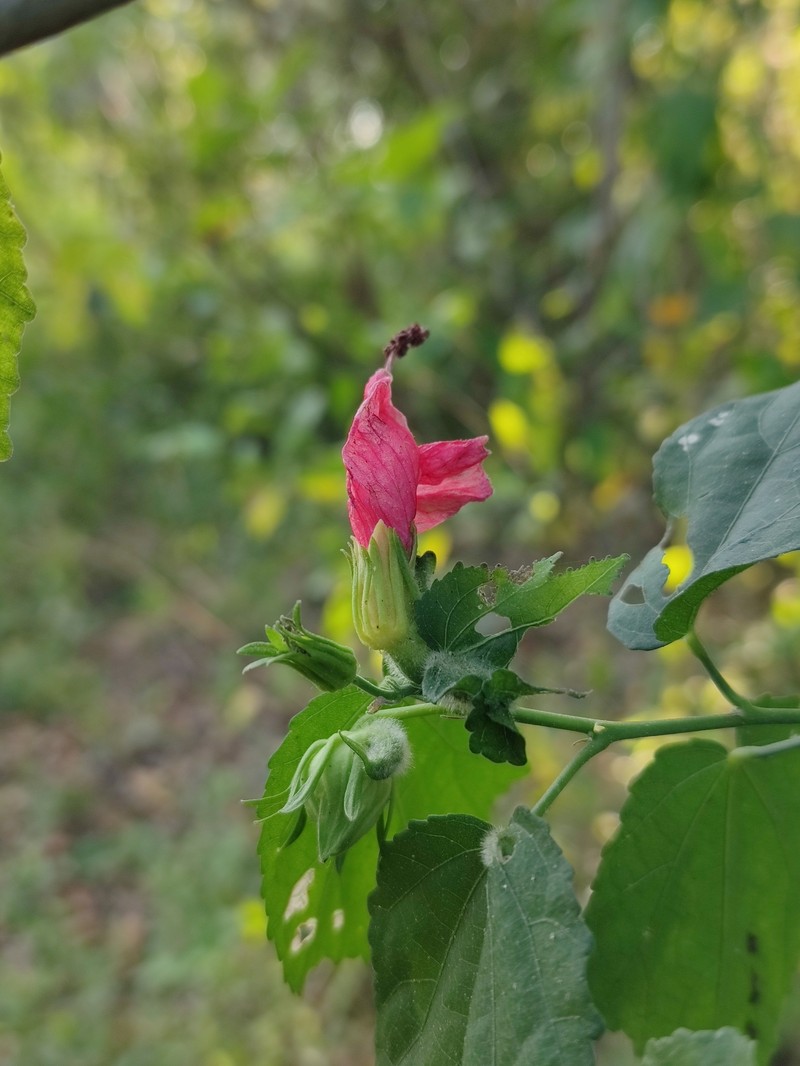 Malvaviscus arboreus var. arboreus photo 3