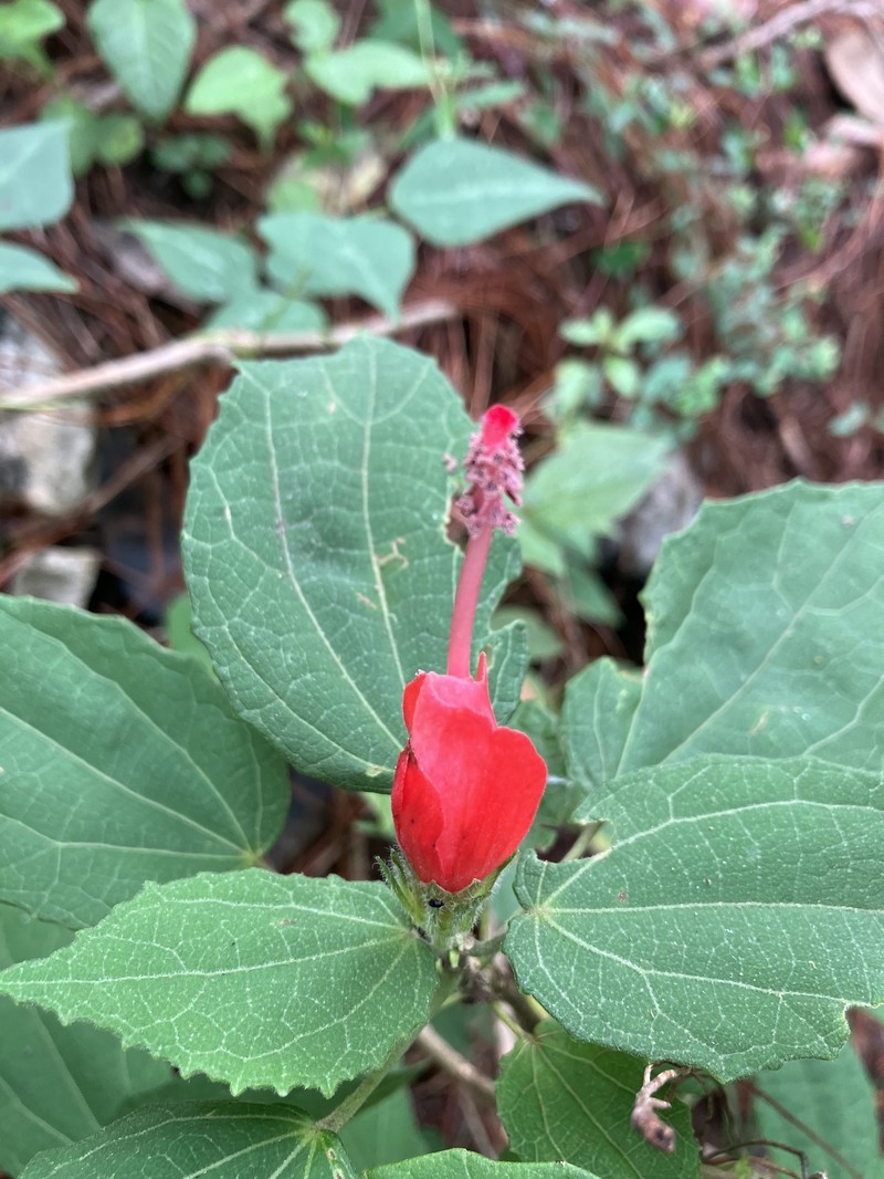 Malvaviscus arboreus var. arboreus photo 4