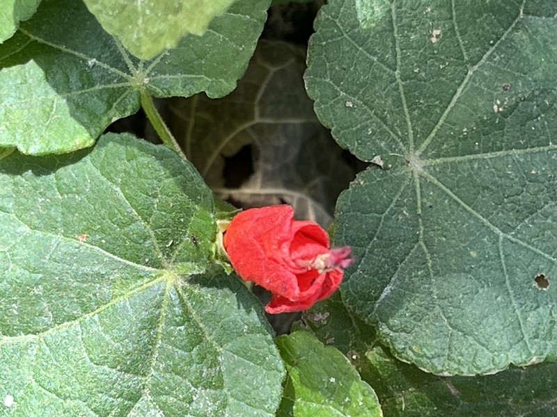 Malvaviscus arboreus var. drummondii