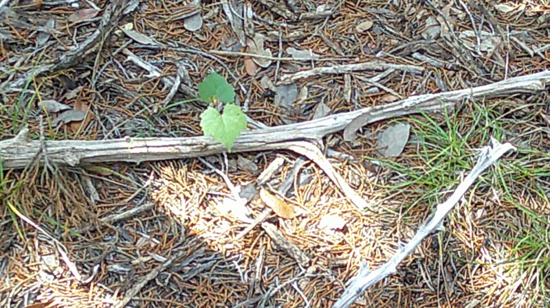 Malvaviscus arboreus var. drummondii photo 2