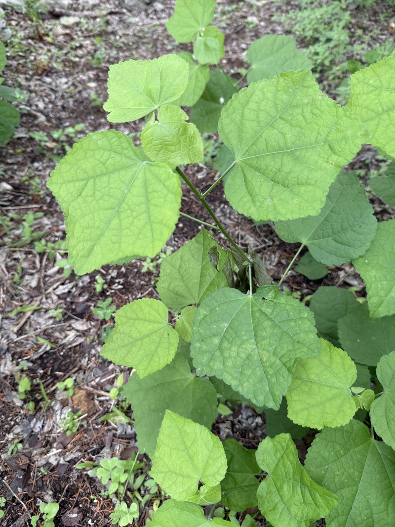 Malvaviscus arboreus var. drummondii photo 3