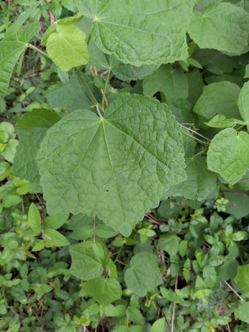 Malvaviscus arboreus var. drummondii photo 4